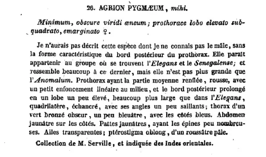 Description originale de Agriocnemis pygmaea par Rambur dans Histoire naturelle des insectes. Névroptères
