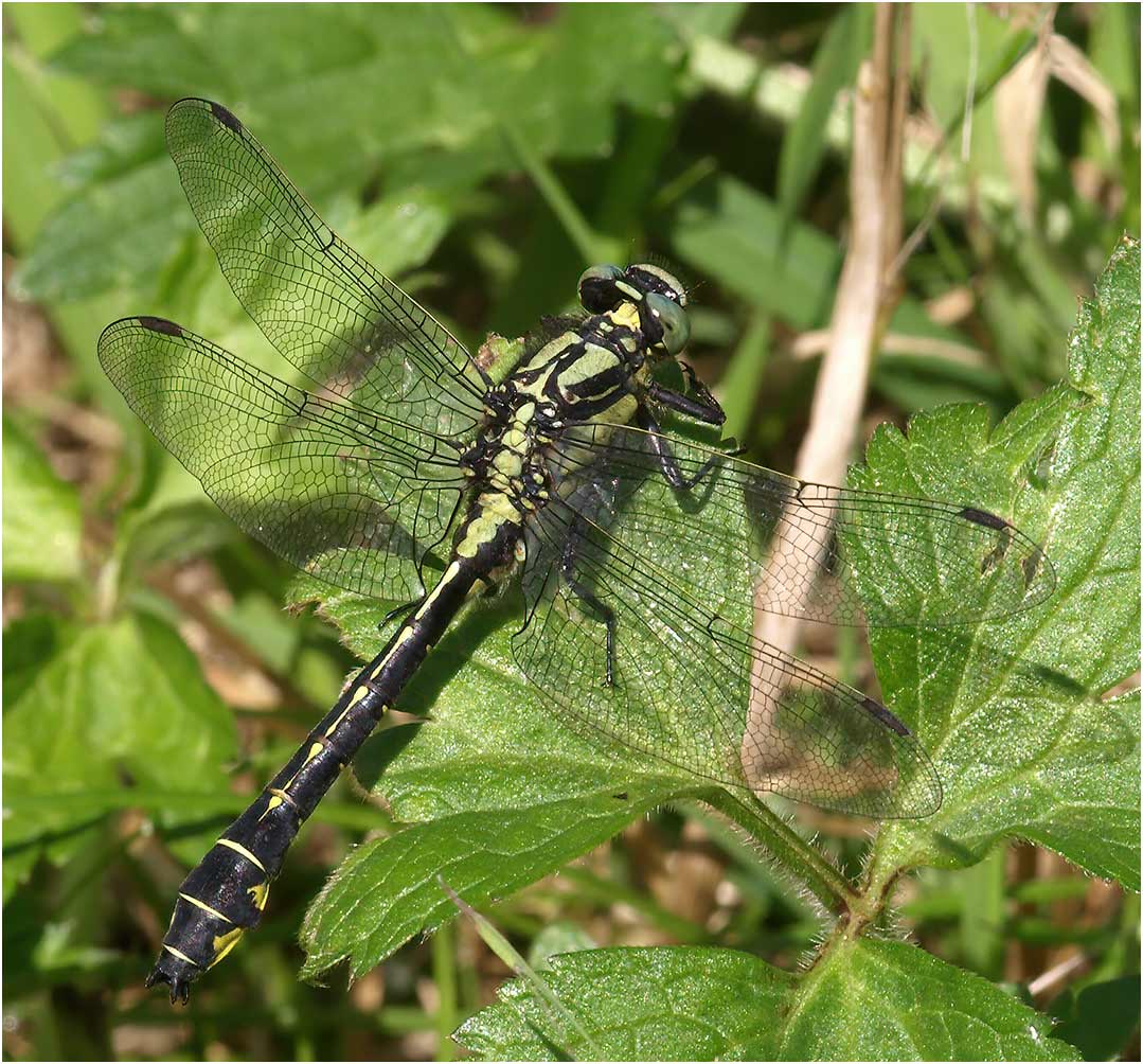 Gomphus vulgatissimus mâle, Beaupréau (France-49), 04/06/2008