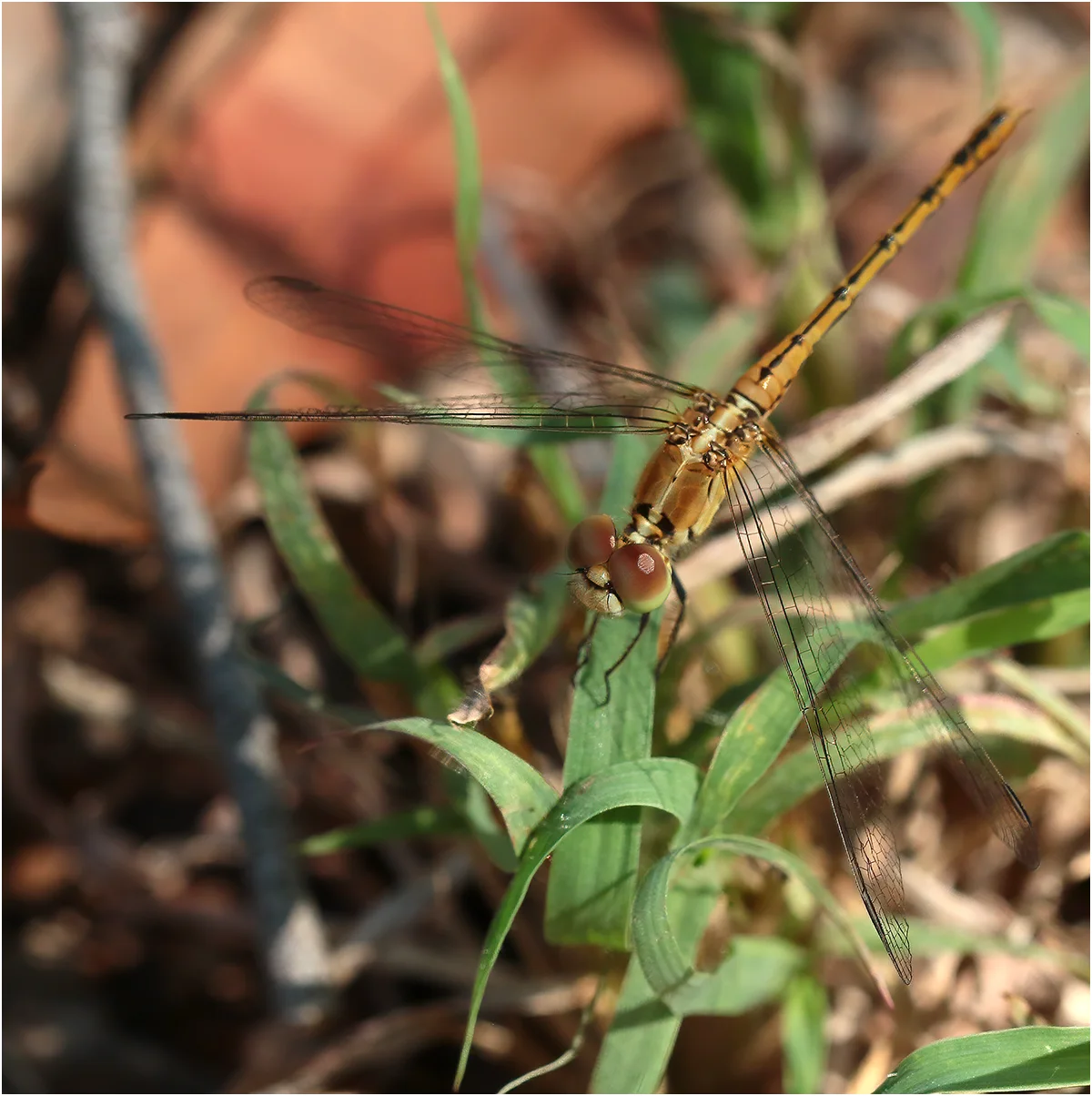 Diplacodes bipunctata femelle, Australie (NT), Mataranka Thermal Springs, 18/04/2022