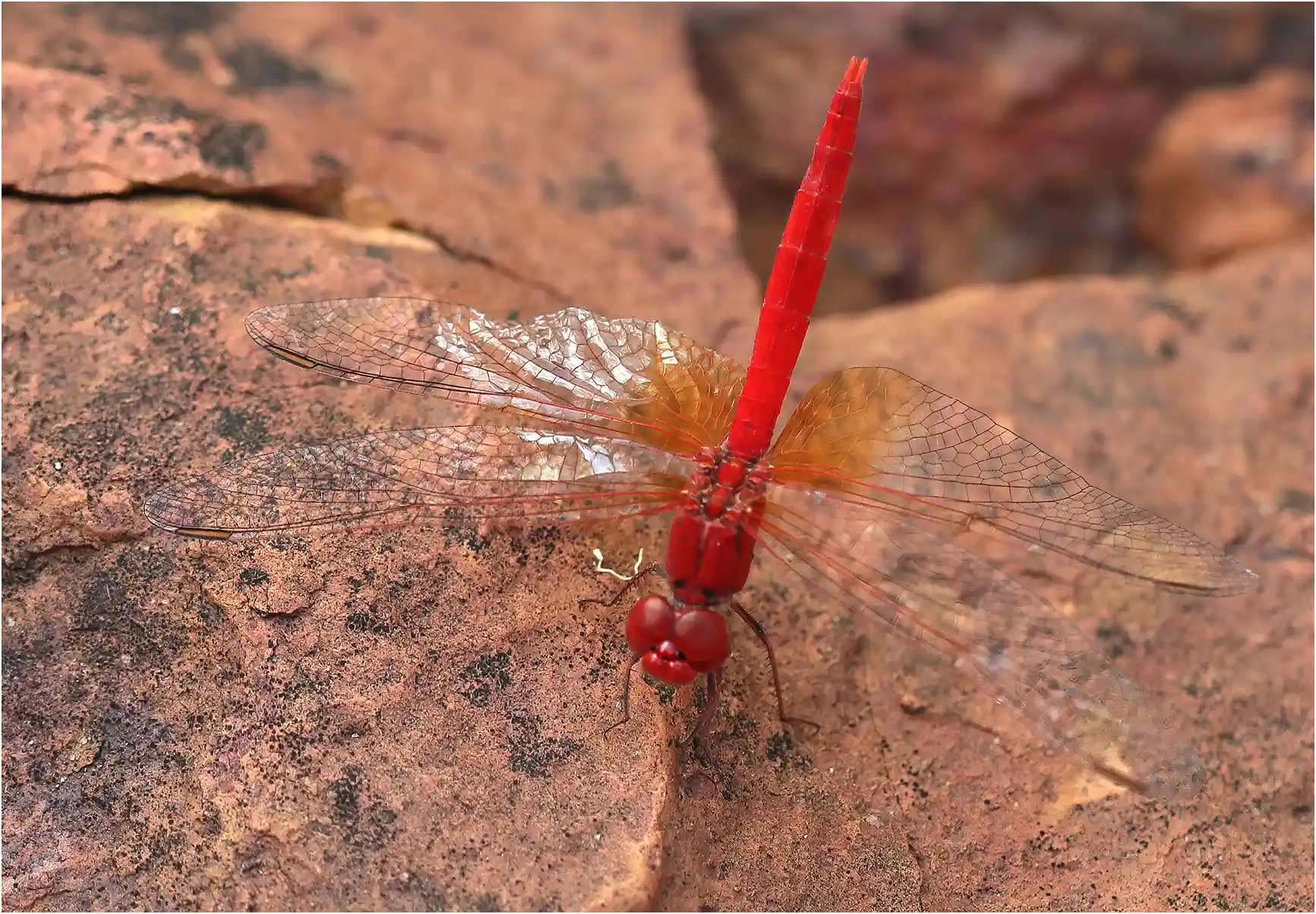 Diplacodes haematodes mâle, Australie (NT), Nitmiluk, Southern Rockhole, 18/04/2022