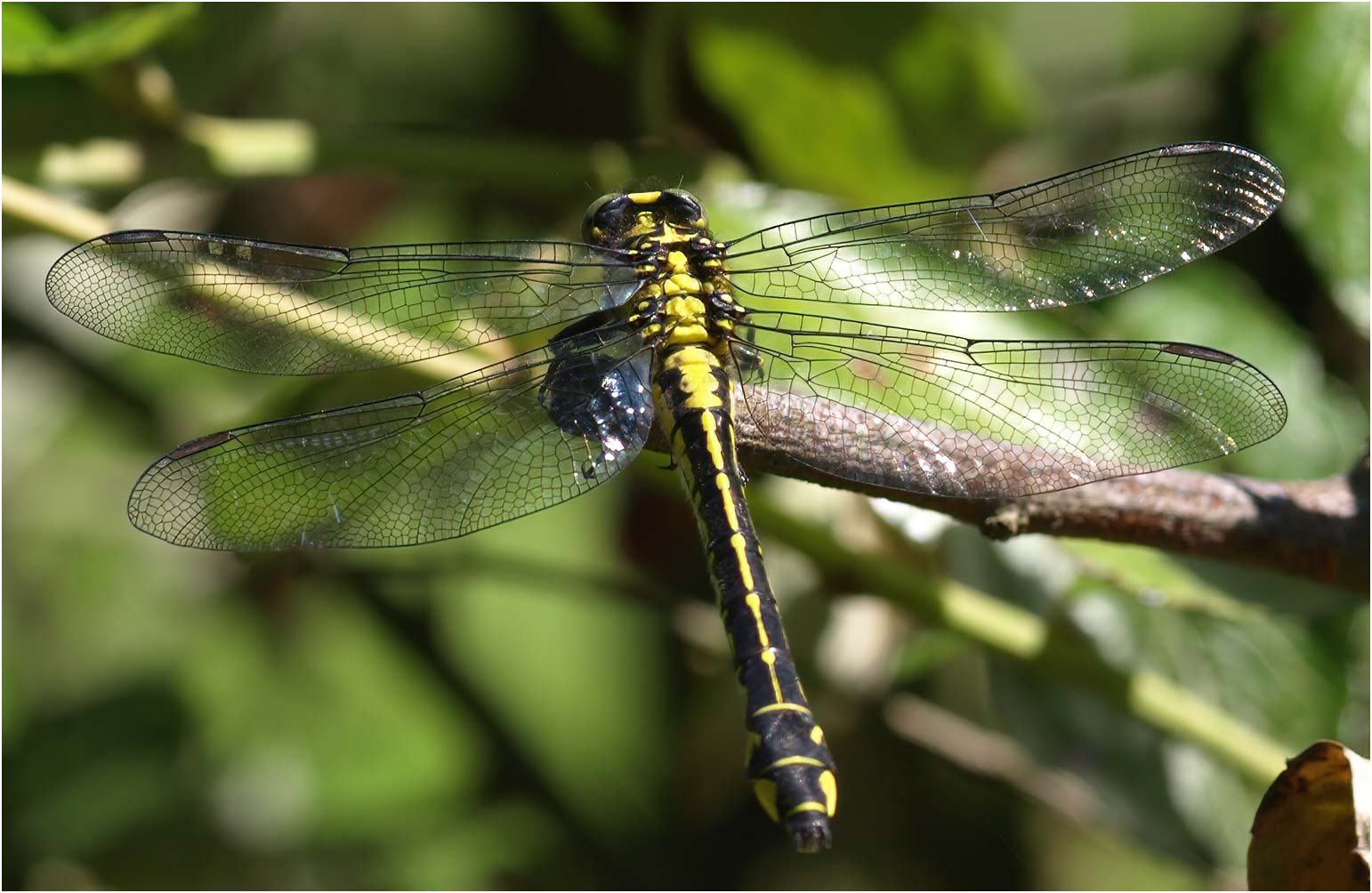 Gomphus vulgatissimus femelle, Beaupréau (France-49), 29/05/2008