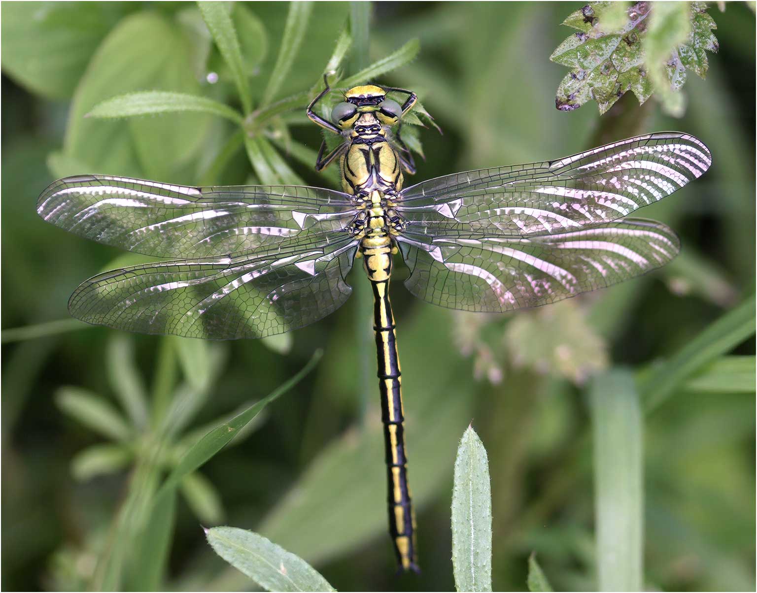 Gomphus pulchellus mâle, Le Fief Sauvin (France-49), 02/06/2008