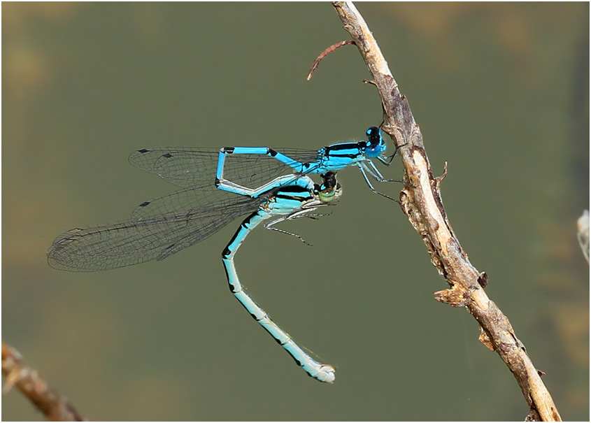 Enallagma cyathigerum, St Rémy en Mauges (France-49), 15/08/2015