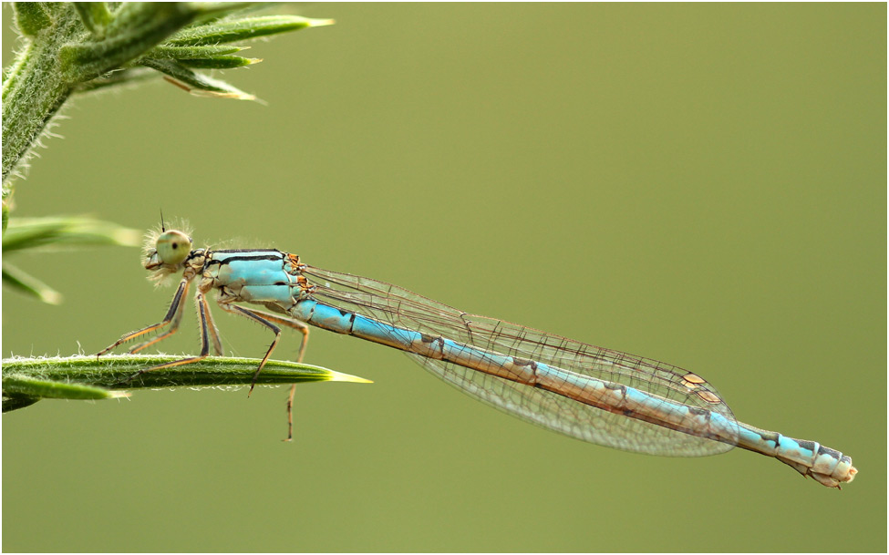 Enallagma cyathigerum femelle, Le Puiset Doré (France-49), 16/08/2015