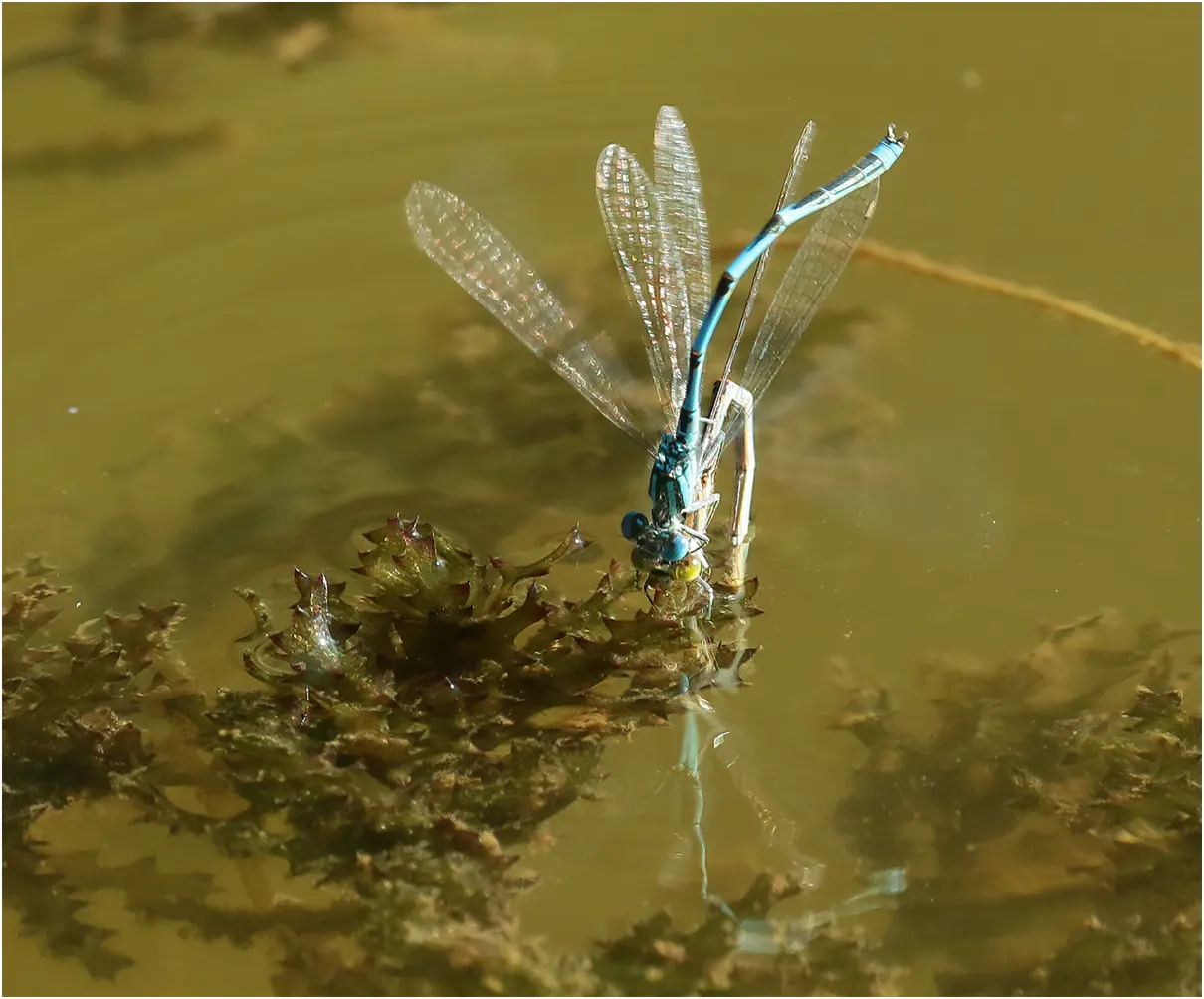 Naïade aux yeux bleus, capture d'une femelle en ponte, étang du Bois de Ham (France-49), 12/09/2021