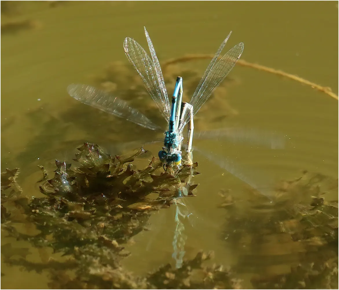 Erythromma lindenii, capture d'une femelle en ponte, étang du Bois de Ham (France-49), 12/09/2021