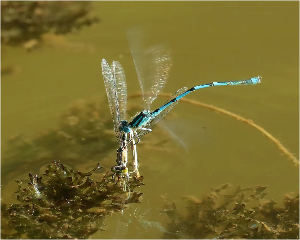Naïade aux yeux bleus, capture d'une femelle en ponte, étang du Bois de Ham (France-49), 12/09/2021