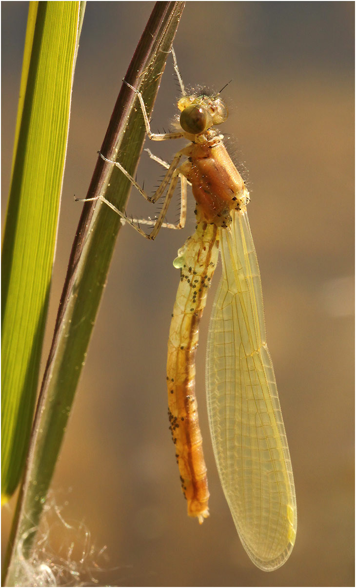 Erythromma najas mâle émergent, Gennes sur Loire (France-49), 03/05/2012