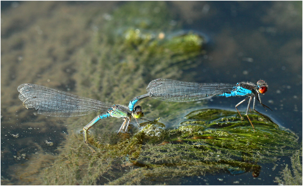 Erythromma viridulum ponte, Denée (France-49), 07/09/2016