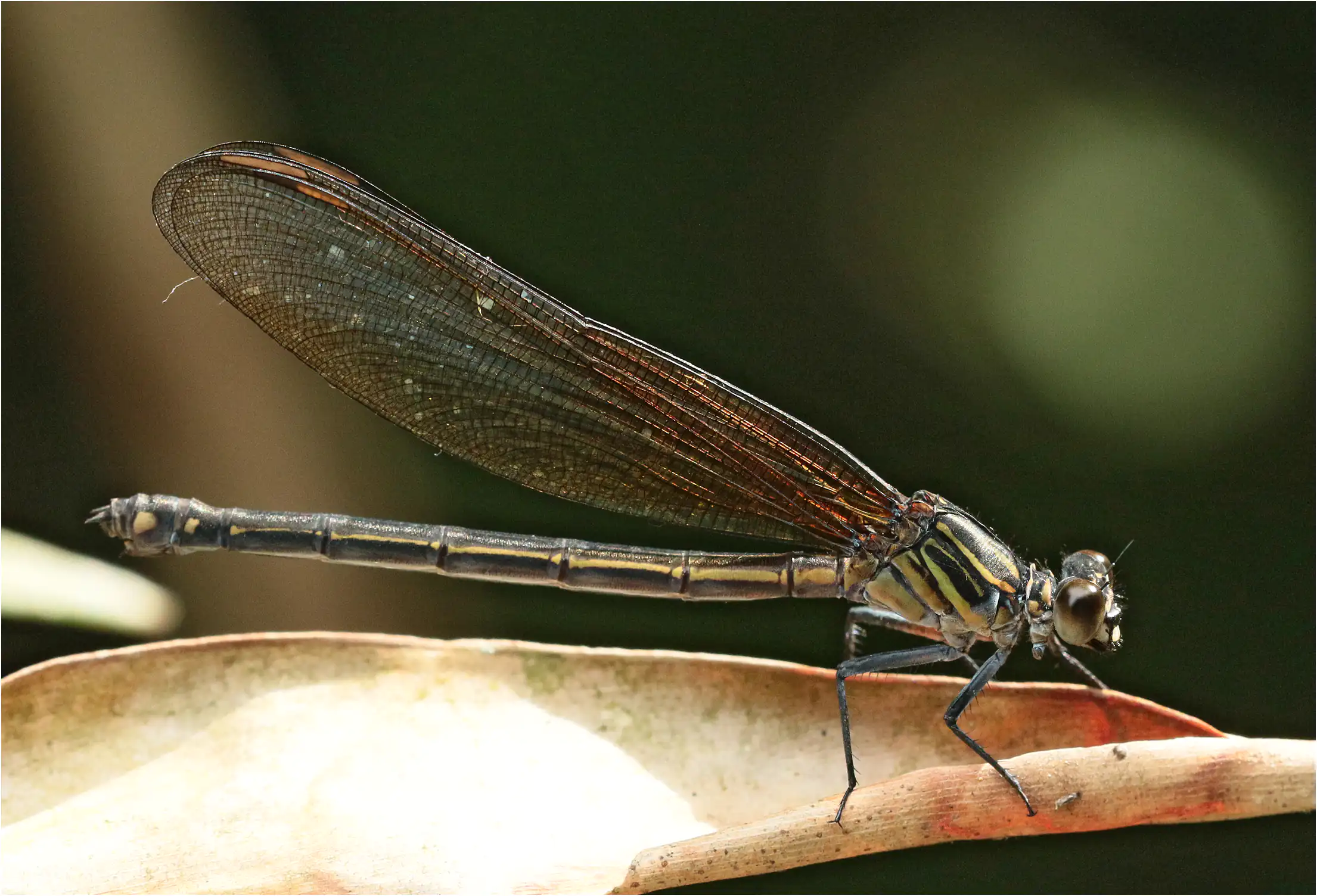 Euphaea masoni femelle, Vietnam, Cao Bang, 04/06/2018