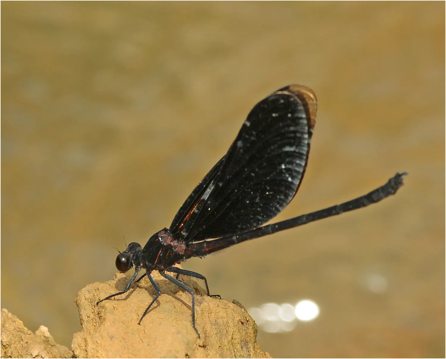 Euphaea masoni mâle, Vietnam, Cao Bang, 04/06/2018