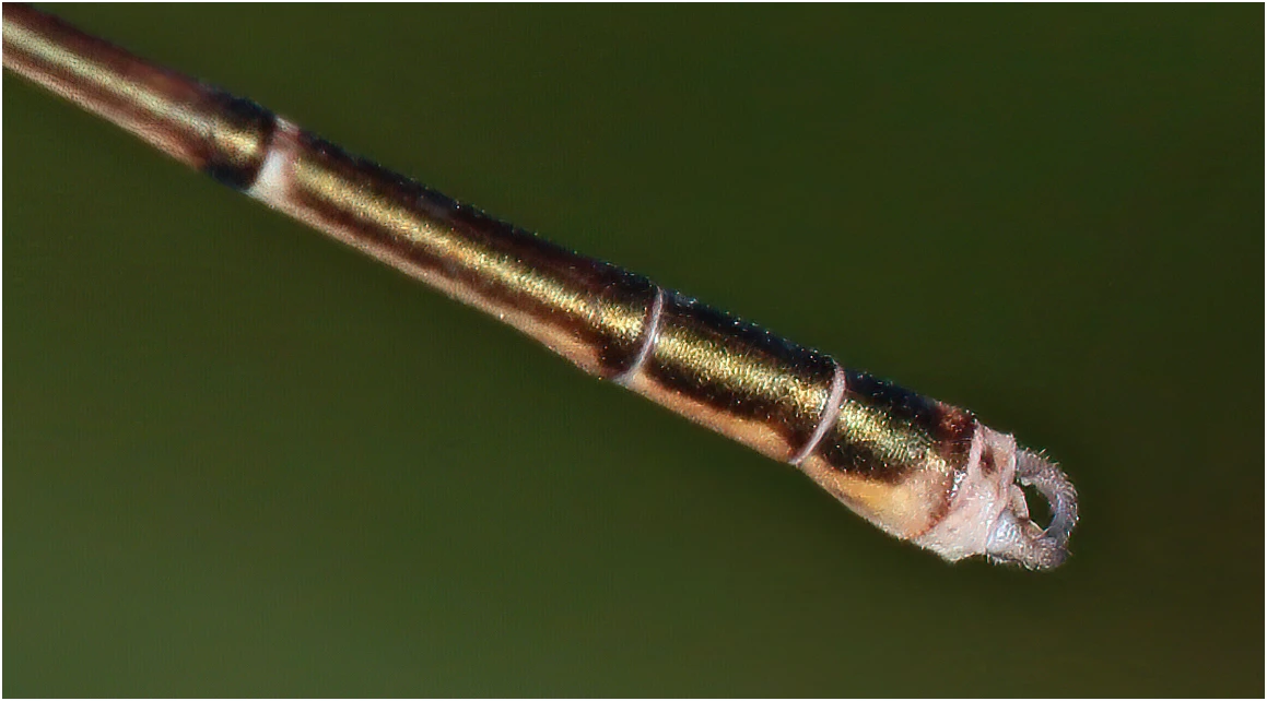 Eurysticta coomalie mâle, Australie (NT), Jasper Creek, 27/04/2022