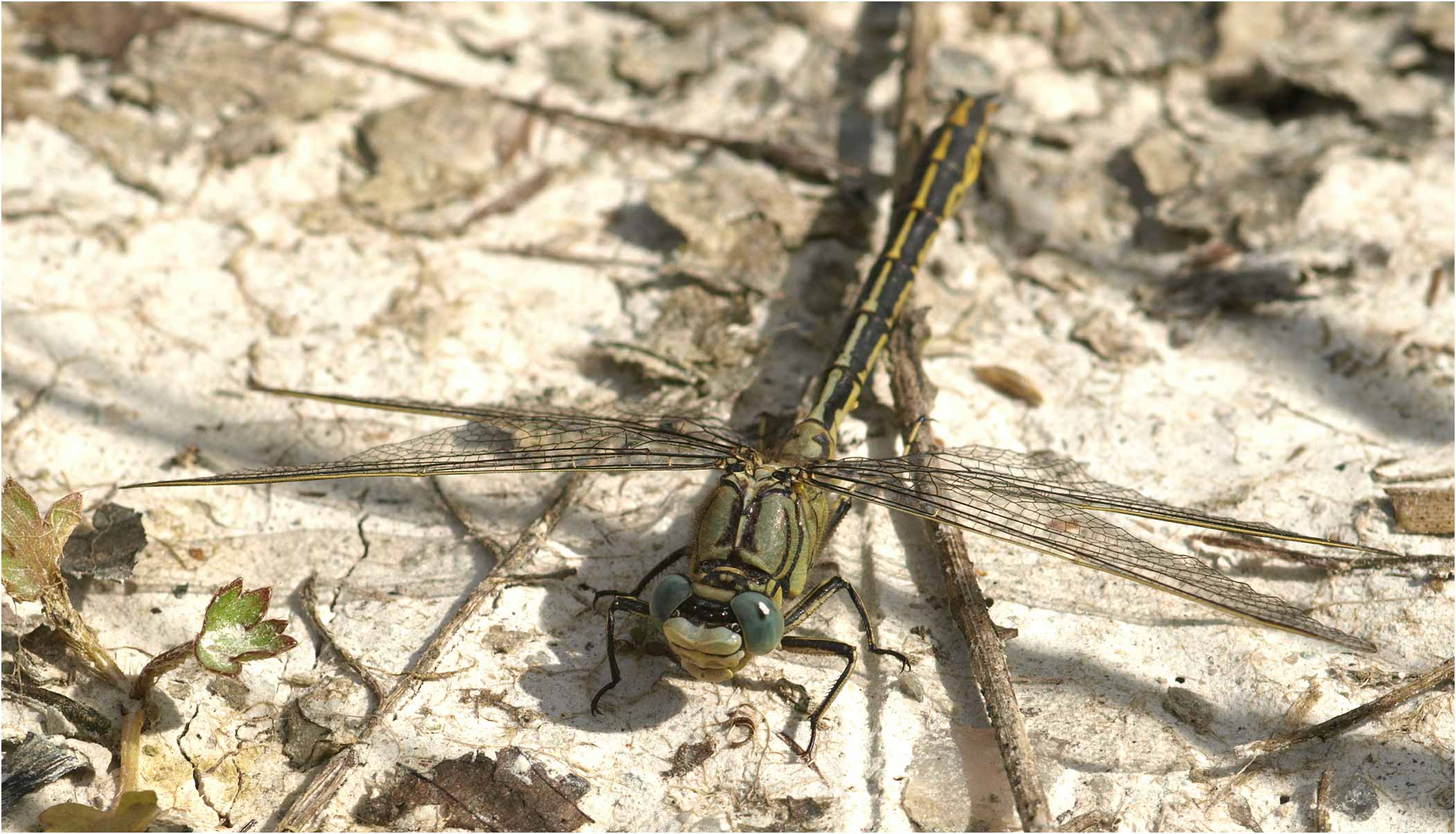 Gomphus pulchellus mâle, Le Puiset-Doré (France-49), 12/06/2008