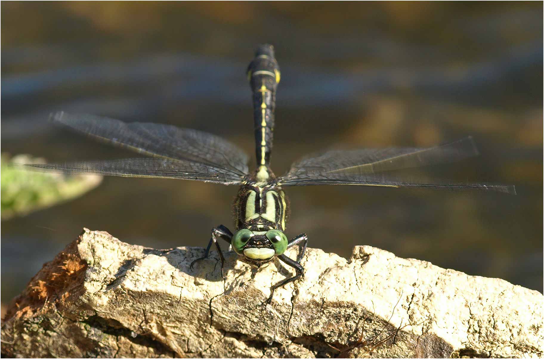 Gomphus vulgatissimus mâle, le Fief Sauvin (France-49), 23/05/2010