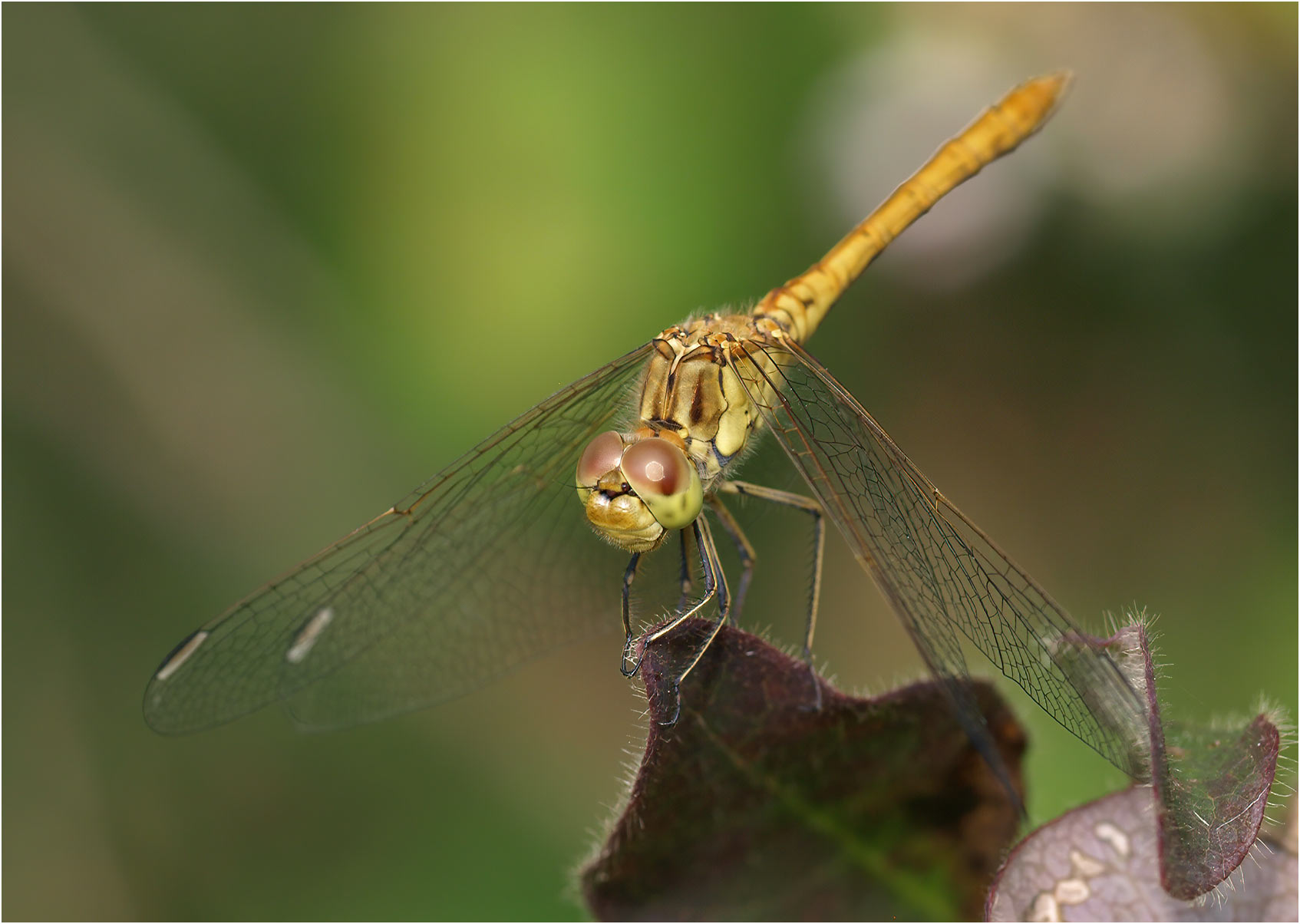 Sympetrum meridionale mâle immature