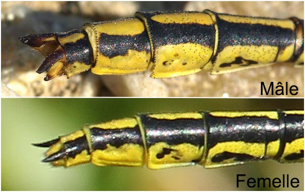 Différencier les libellules mâles et femelles : Gomphus pulchellus, appendices anaux mâle et femelle, France