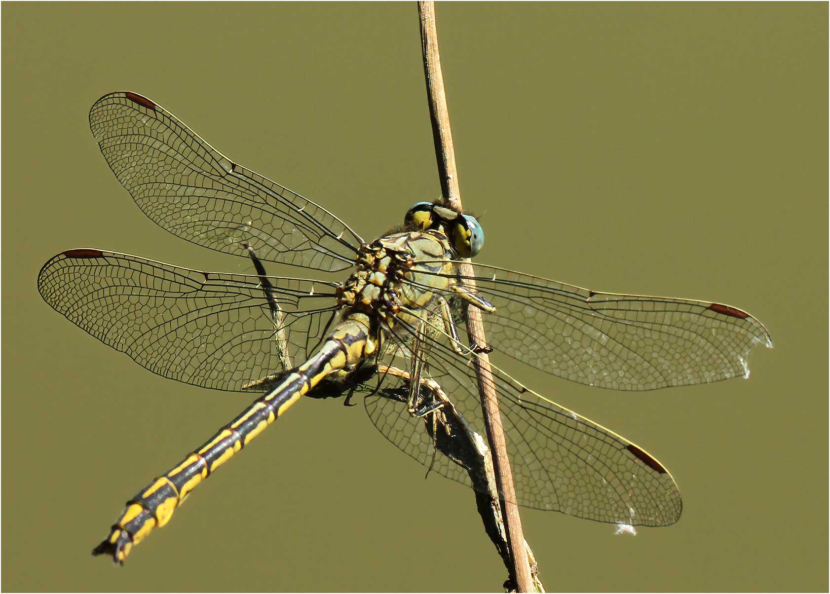 Gomphus pulchellus mâle, Le Fuilet (France-49), 25/06/2011