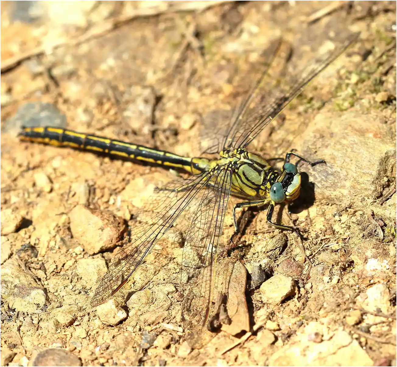 Gomphus pulchellus femelle, Beaupréau (France-49), 26/06/2016