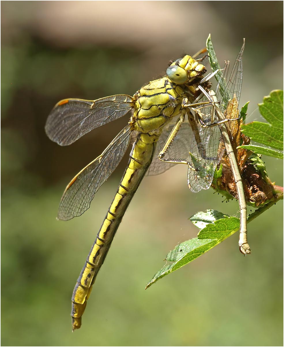 Gomphus pulchellus femelle, Le Fief-Sauvin (France-49), 30/07/2009
