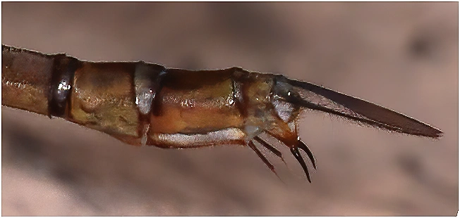 Gynacantha nourlangie, appendices anaux femelle, Australie (NT), Ubirr, 01/05/2022