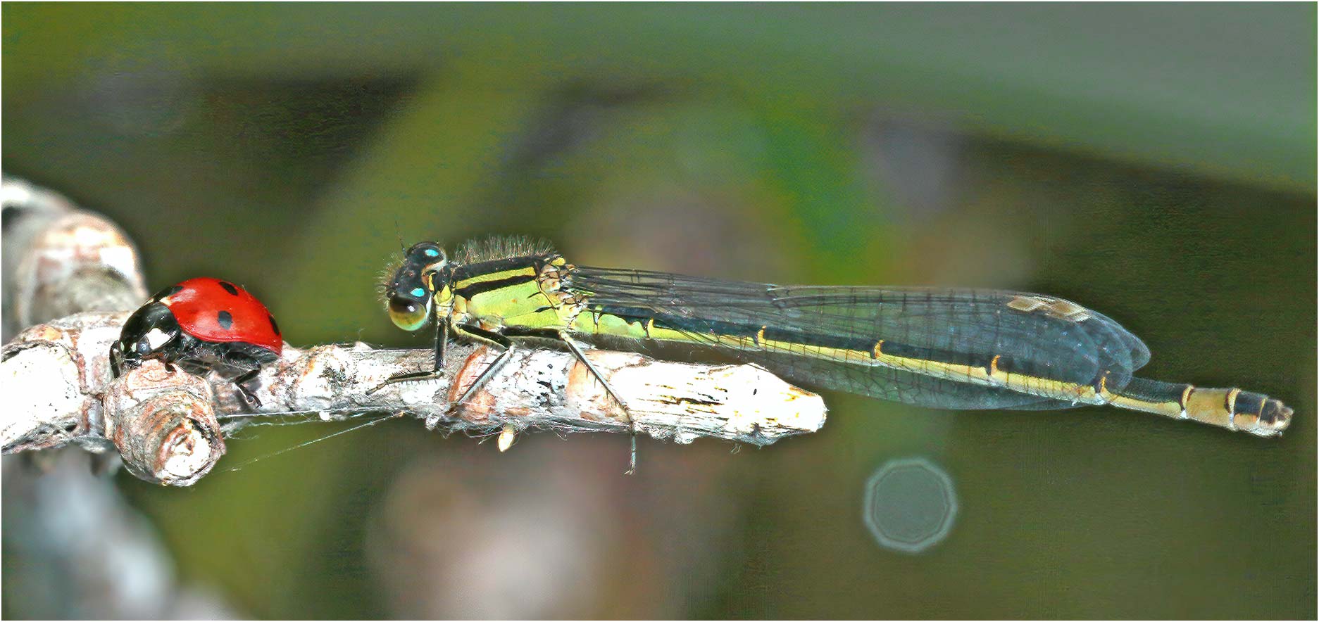 Ischnura elegans femelle et une amie, Villedieu-la-Blouère (France-49), 18/05/2021