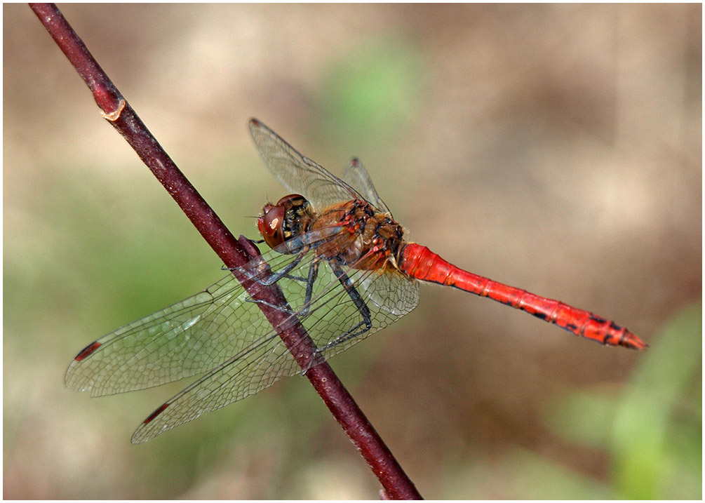 Sympetrum sanguineum mâle