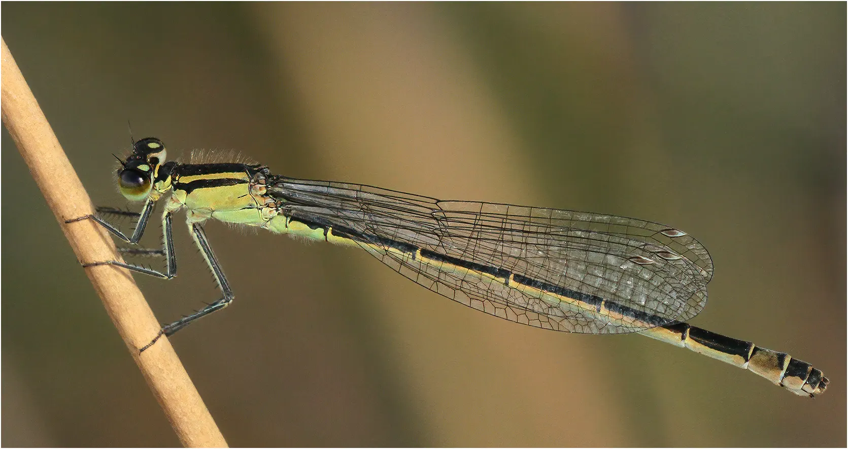 Ischnura elegans femelle type B, Étang de Péronne (France-49), 14/09/2014