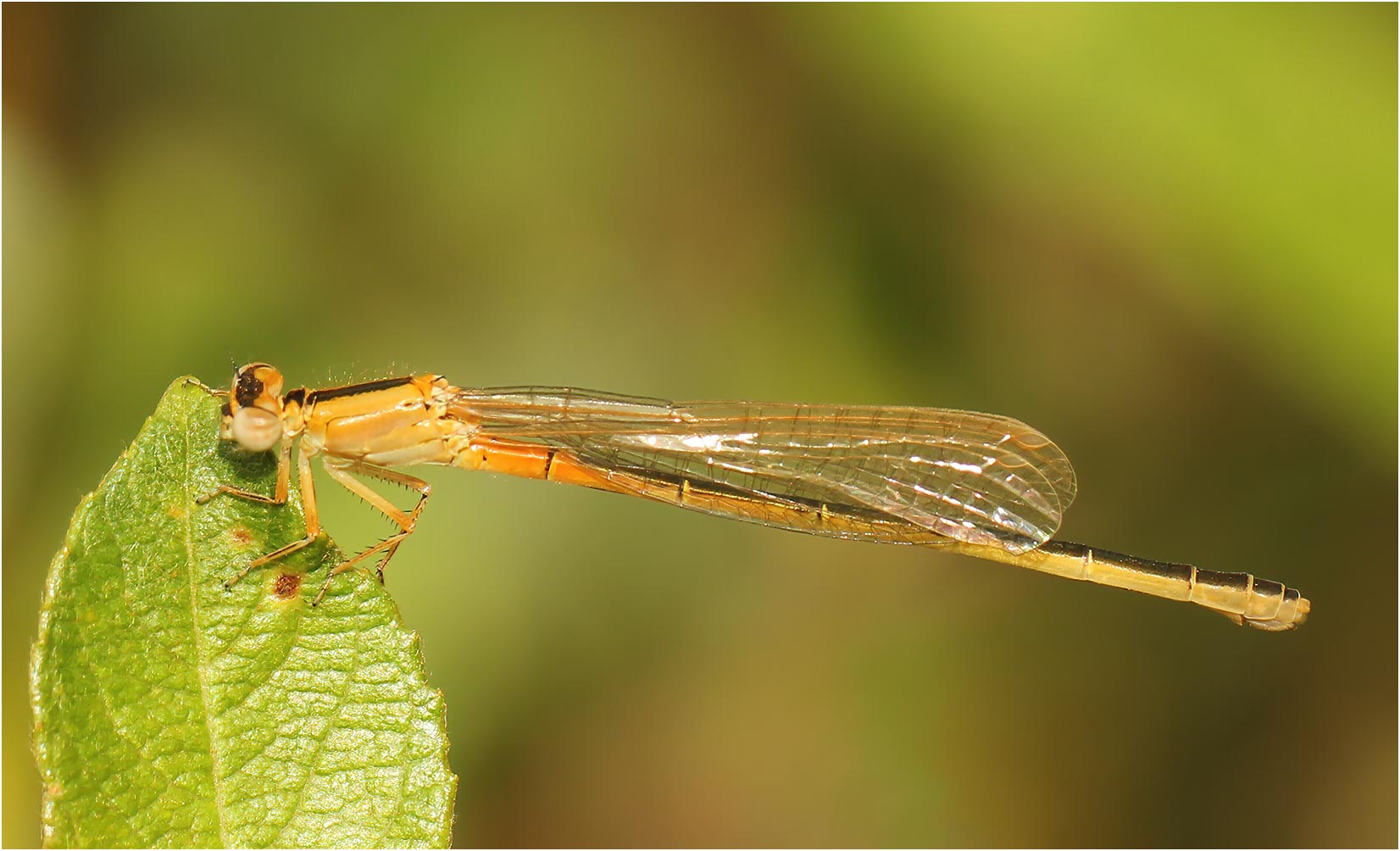 Ischnura pumilio femelle émergente, Beaupréau (France-49), 10/09/2011