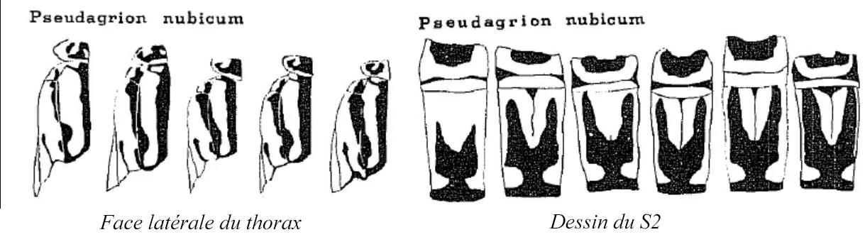 Dessin de la face latérale du thorax et du S2 par Balinski, 1963