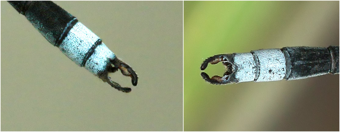 Lestes pallidus mâle, appendices anaux, Namibie