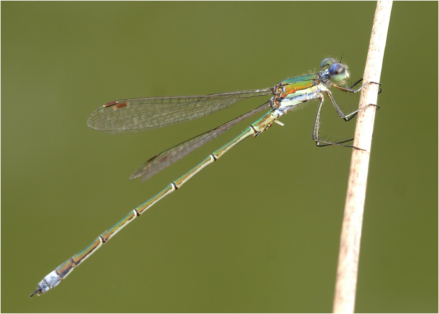 Lestes virens mâle portant un œuf, Le Fuilet (France-49), 31/08/2009