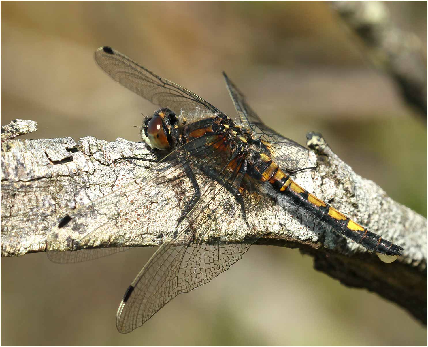 Leucorrhinia pectoralis femelle, Réserve du Pinail, 17/05/2015