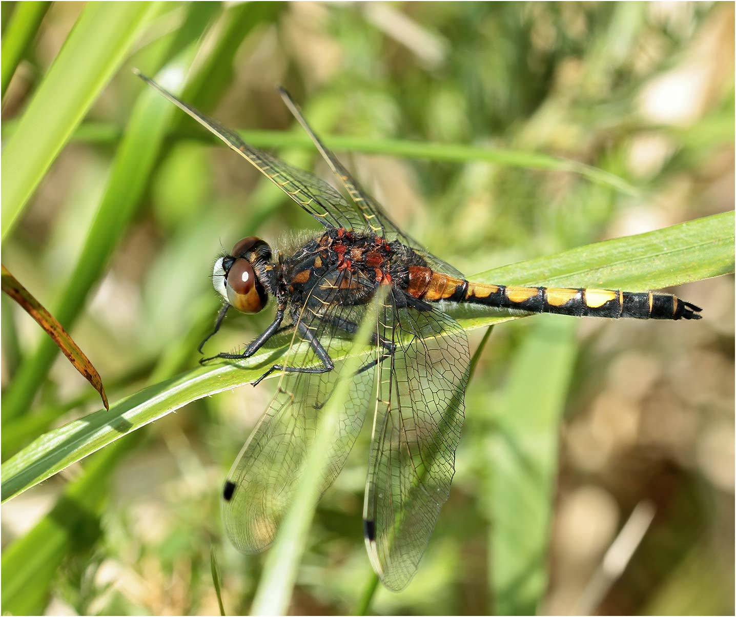 Leucorrhinia pectoralis jeune mâle mature, Réserve du Pinail, 02/06/2013