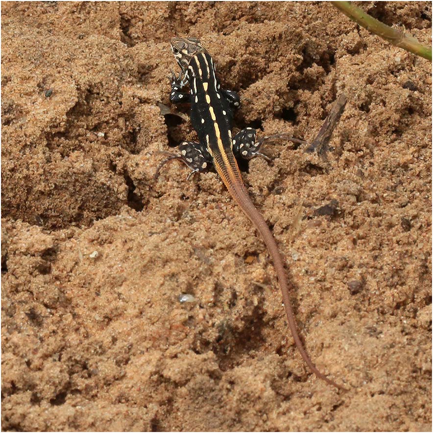 Heliobolus lugubris, Namibie, Shitemo, 21/02/2020