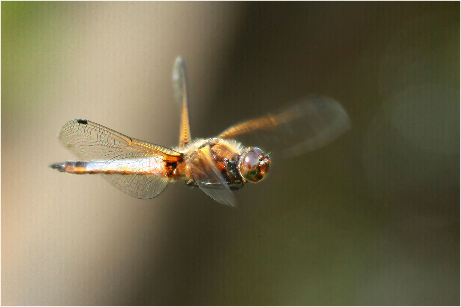 Libellula fulva jeune mâle, Beaupréau en Mauges (France-49), 28/05/2016