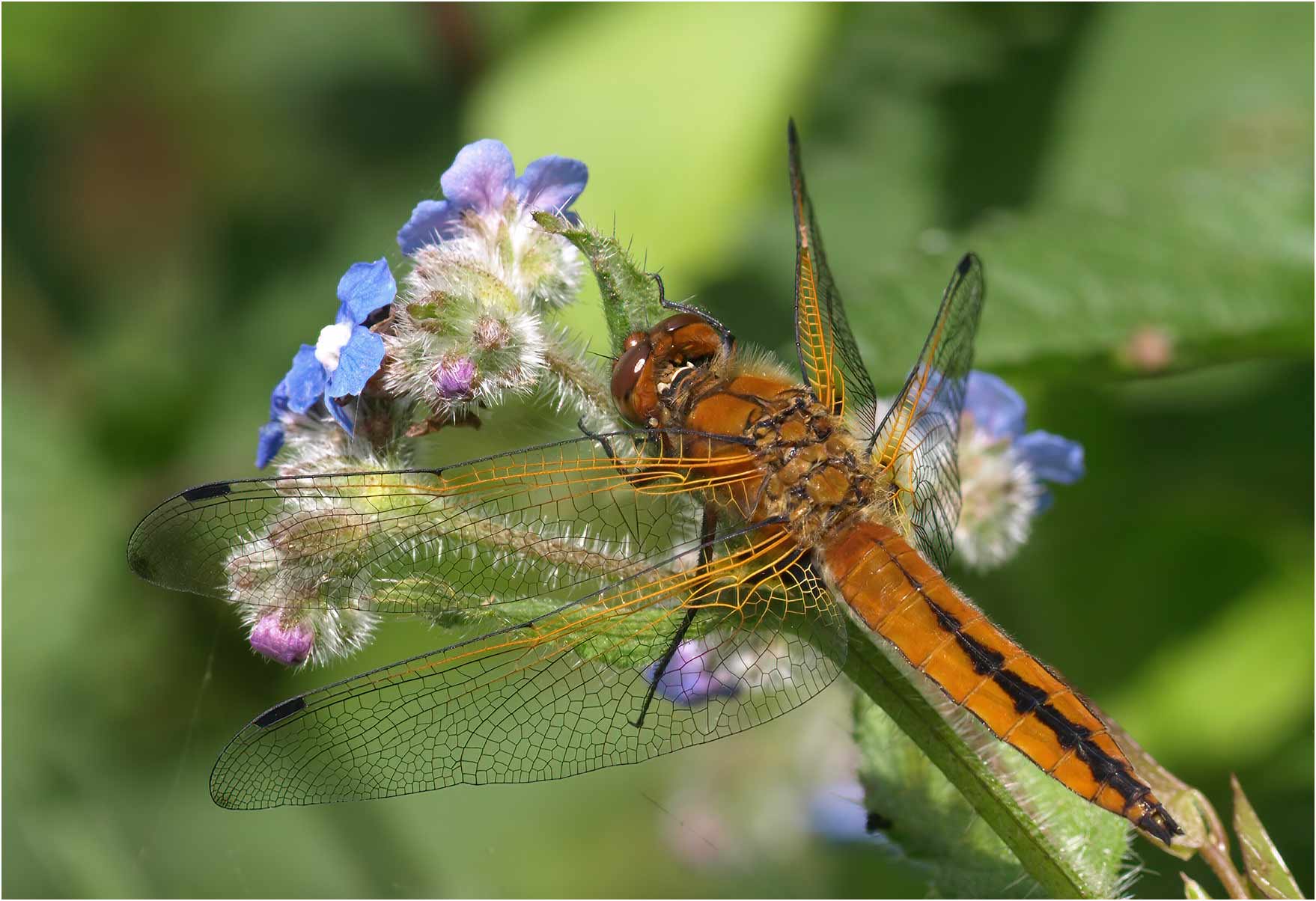 Libellula fulva mâle immature, La Salle Aubry (France-49), 06/06/2008