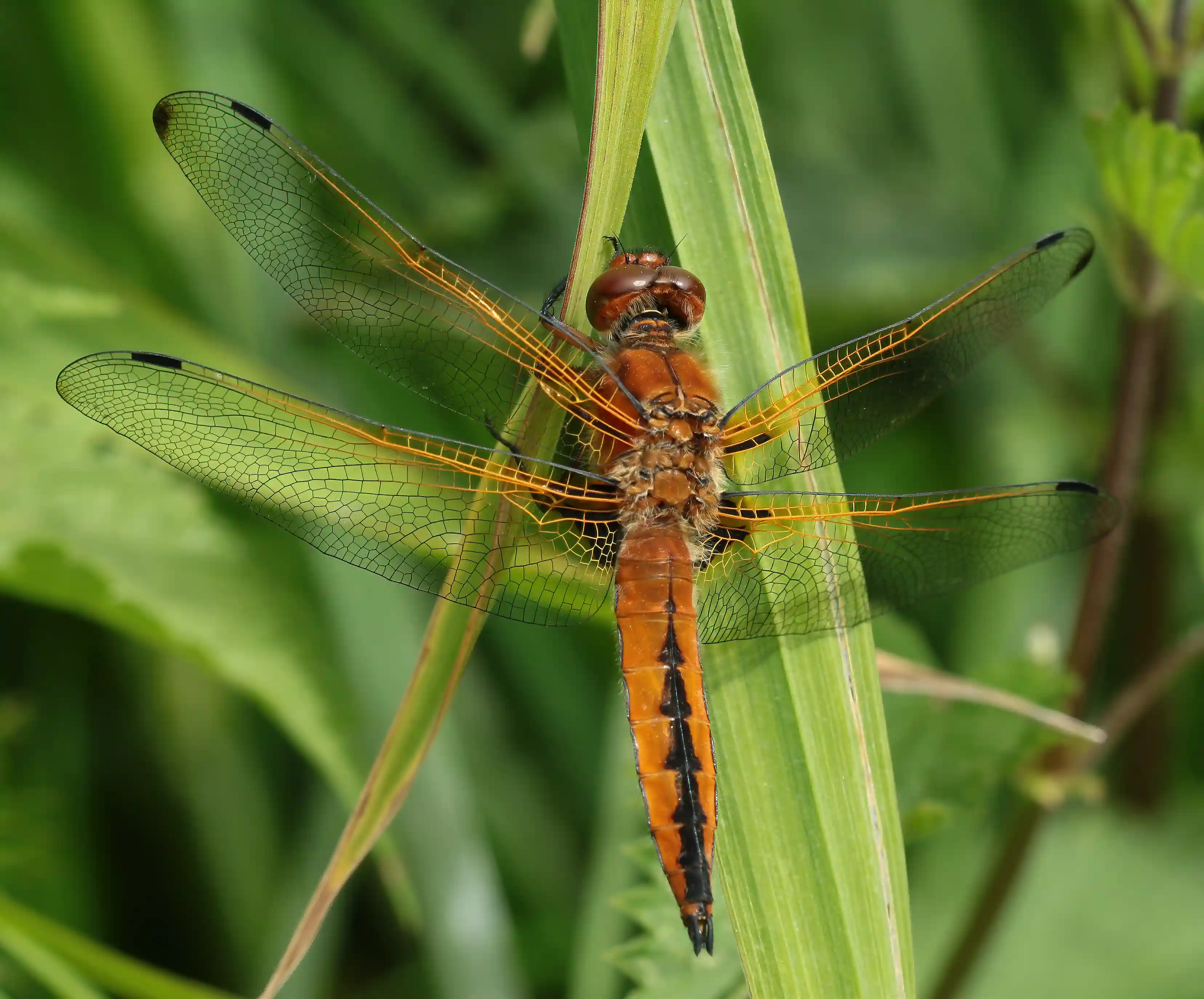 Libellula fulva mâle immature, Beaupréau (France-49), les Onglées, 18/05/2021