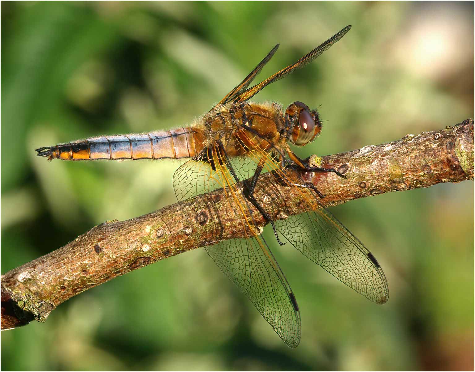 Libellula fulva mâle en maturation, Beaupréau en Mauges (France-49), 29/05/2009