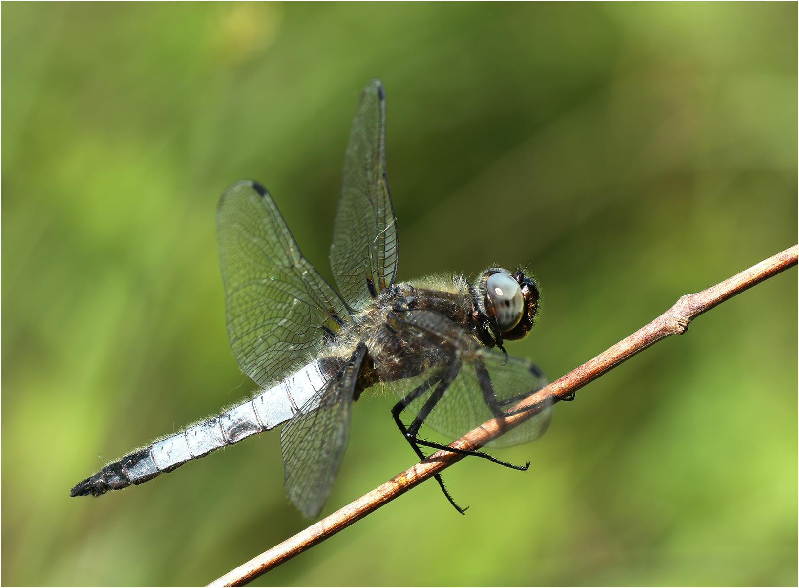 Libellula fulva mâle, Chênehutte Trèves Cunault (France-49), 26/05/2012