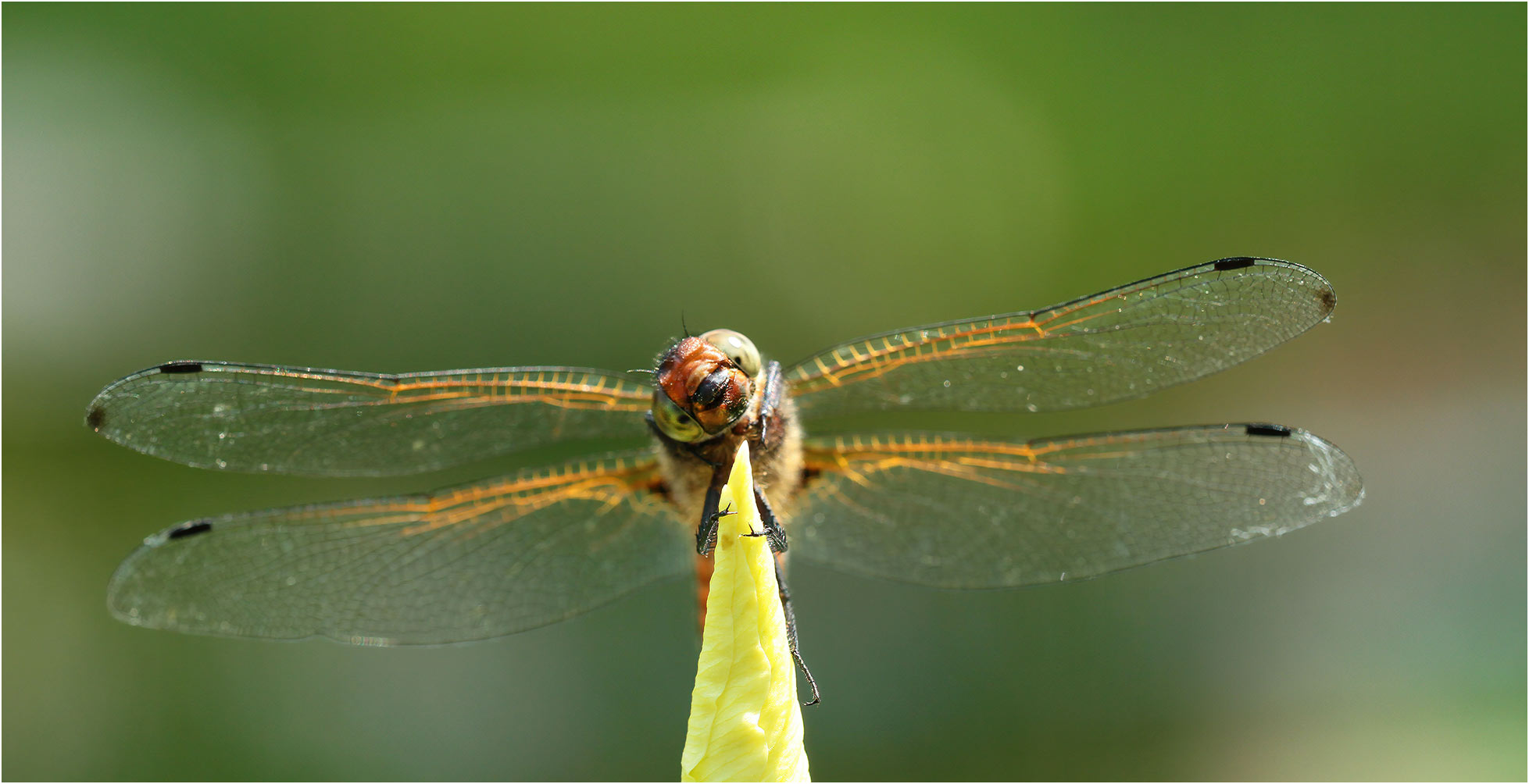 Libellula fulva jeune mâle, Beaupréau en Mauges (France-49), 28/05/2016