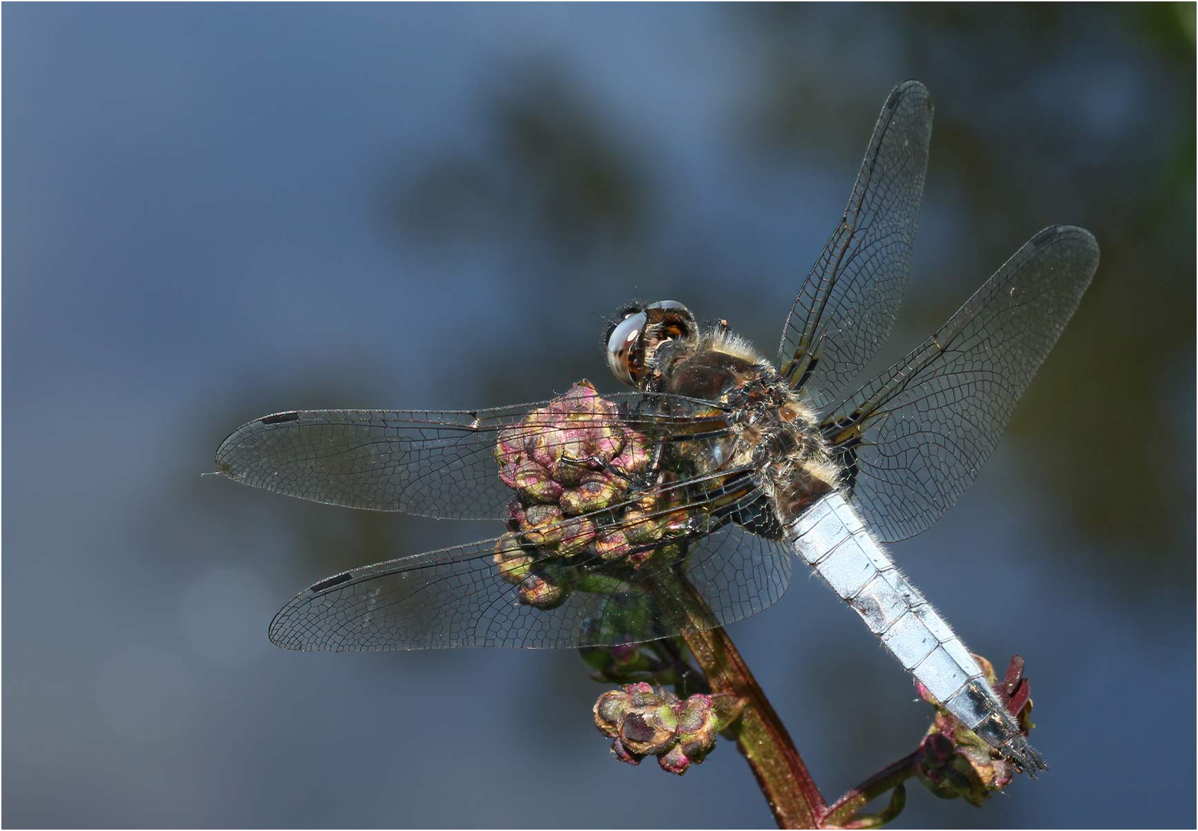 Libellula fulva mâle, le Fief Sauvin (France-49), 18/05/2011