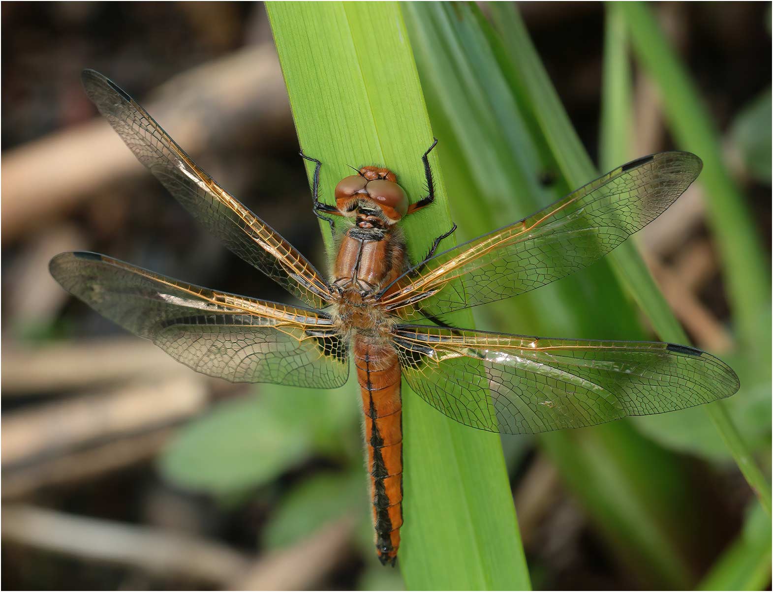 Libellula fulva femelle émergente, Arbigny (France-01), 09/05/2021