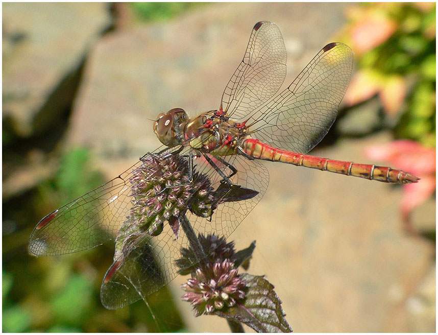 Sympetrum striolatum mâle