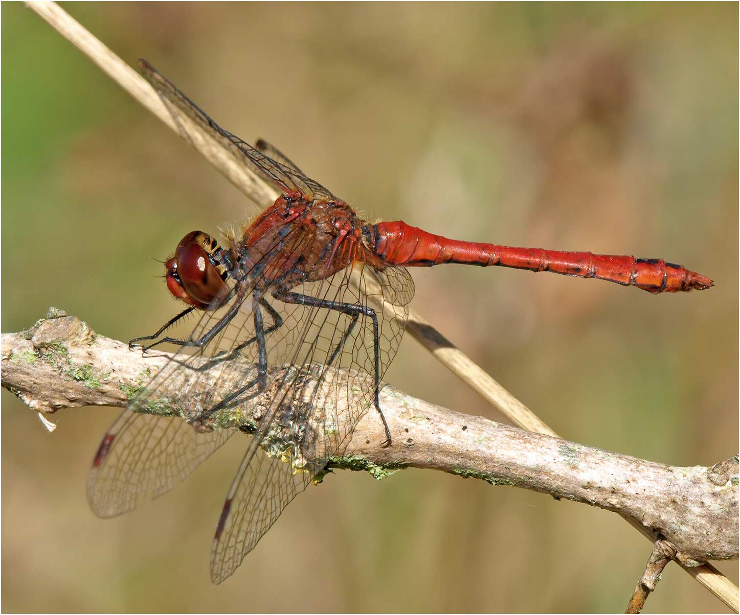 Sympetrum sanguineum mâle, Le Fuiet (France-49), 23/09/2007