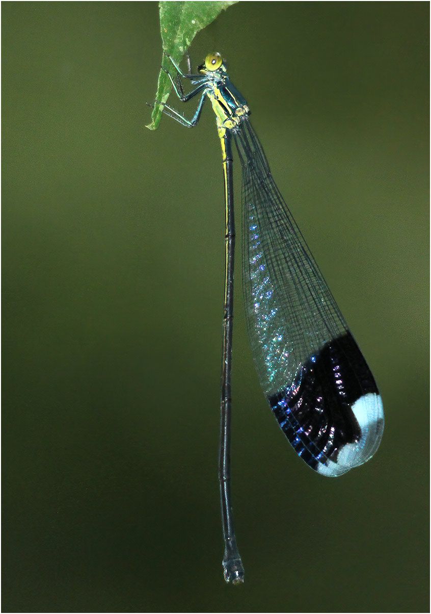 Blue-winged helicopter female, Panama, Pipeline road, 28/08/2012