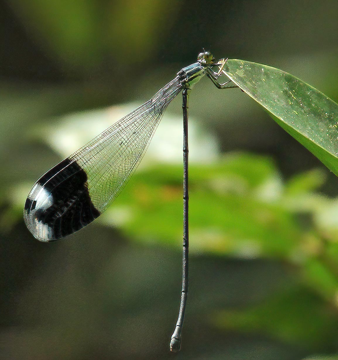 Megaloprepus caerulatus femelle, Panama, Altos de Maria, 02/09/2012