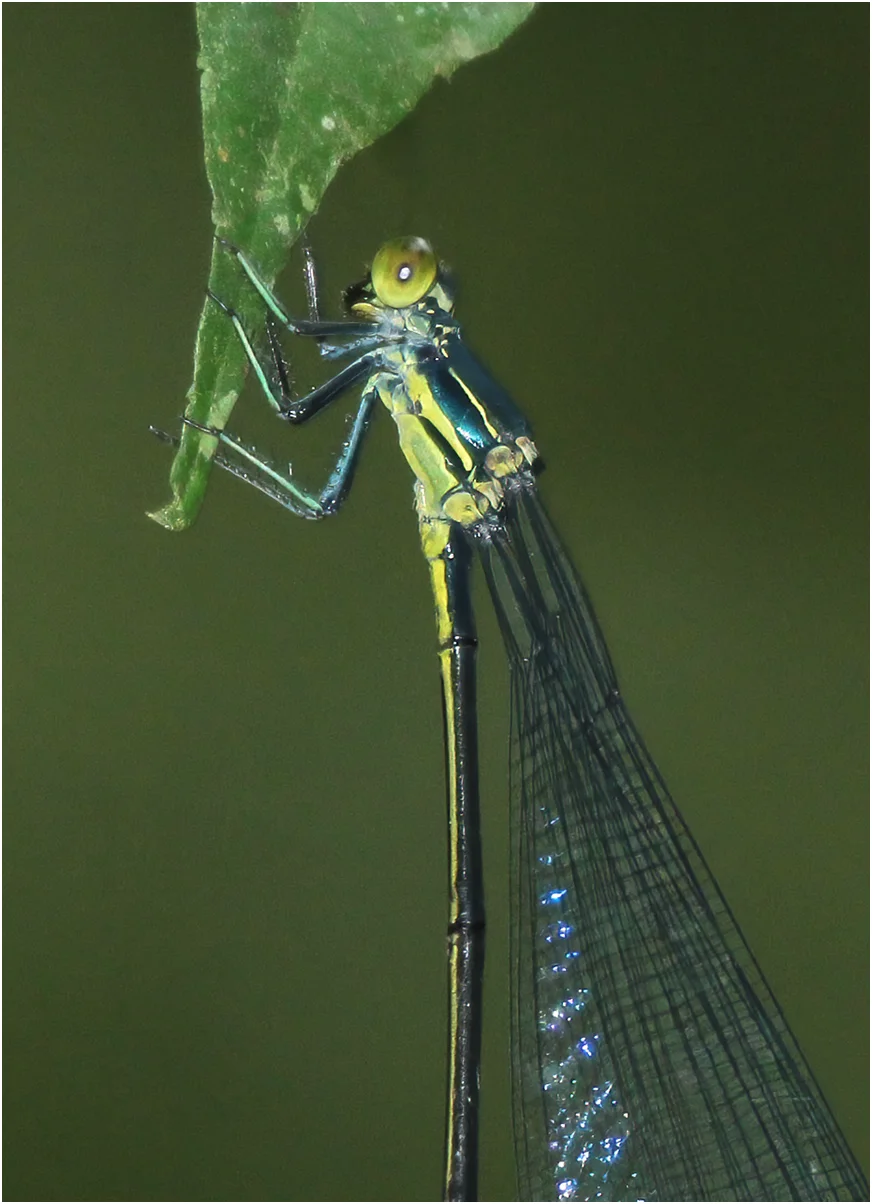 Blue-winged helicopter female, Panama, Pipeline road, 28/08/2012