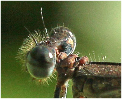 Mesocnemis singularis pronotum femelle, Ethiopie, lac Abaya, 22/10/2018