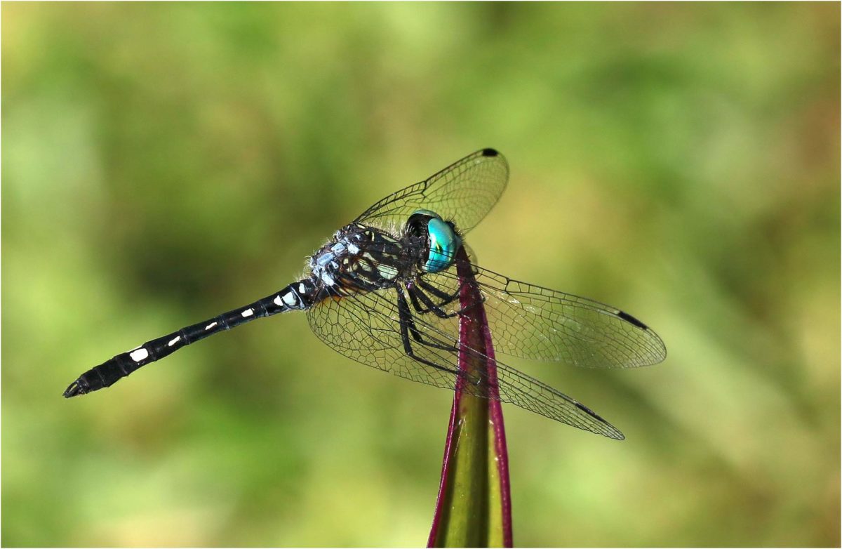 Micrathyria hagenii Mes Libellules