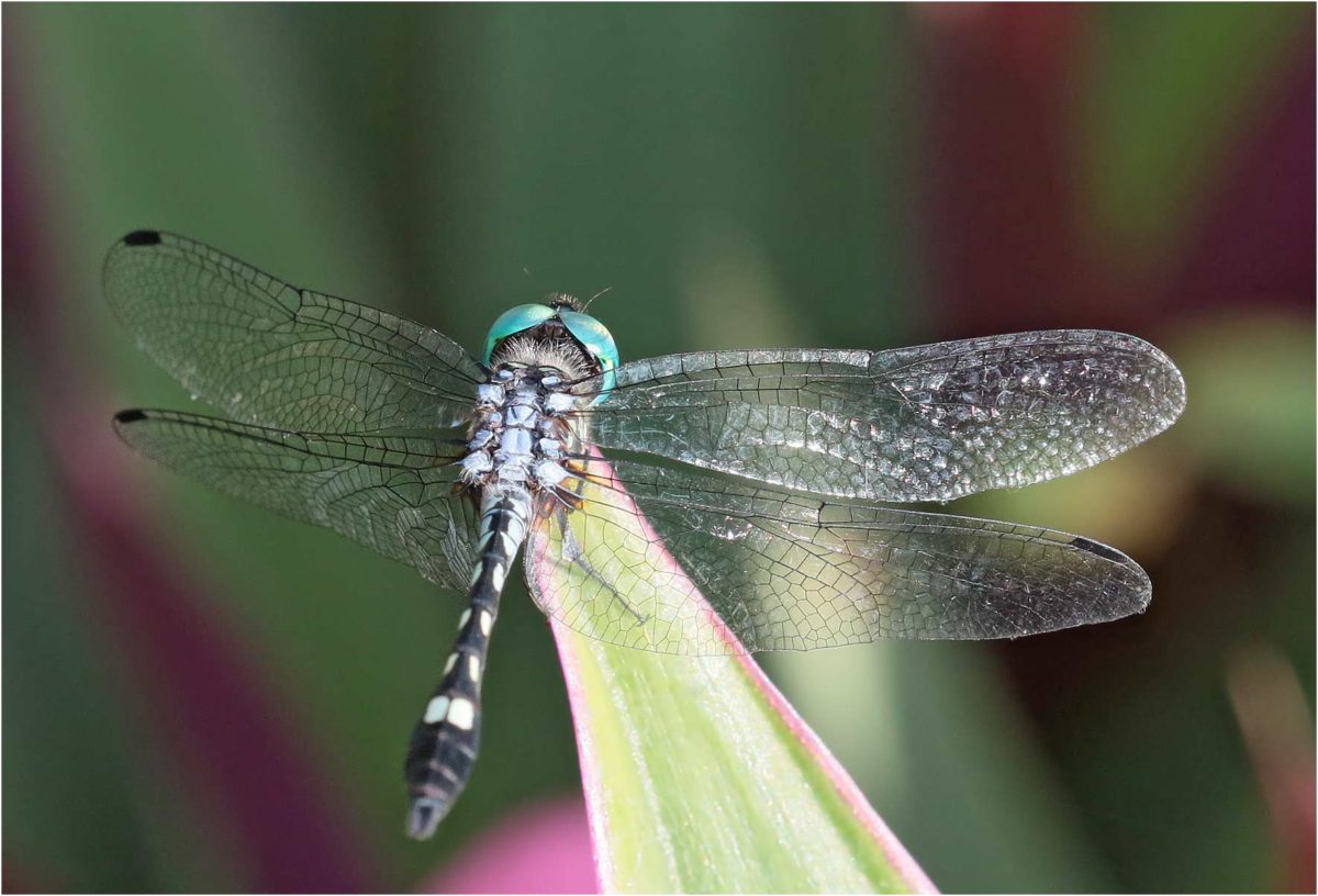 Micrathyria hagenii Mes Libellules